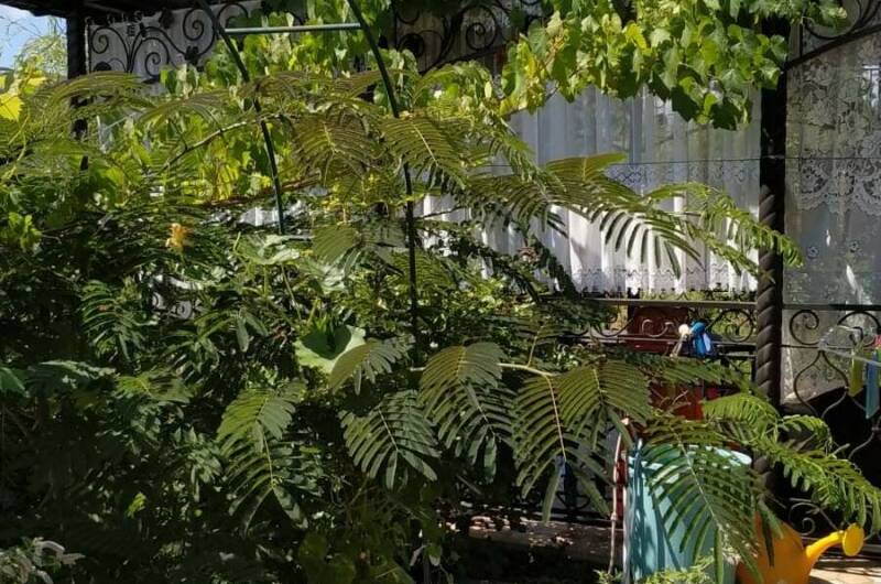 Изображение Изображение гостиницы "Гостевой дом «Киш-Миш»" #5 #5