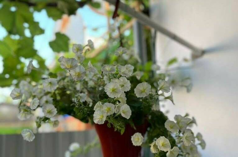 Изображение Изображение гостиницы "Гостевой дом «Южная 8»" #5 #5