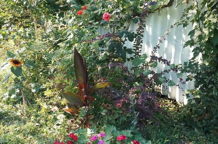 Изображение Изображение гостиницы &quot;Частный сектор «Мира 42»&quot; #2 #2