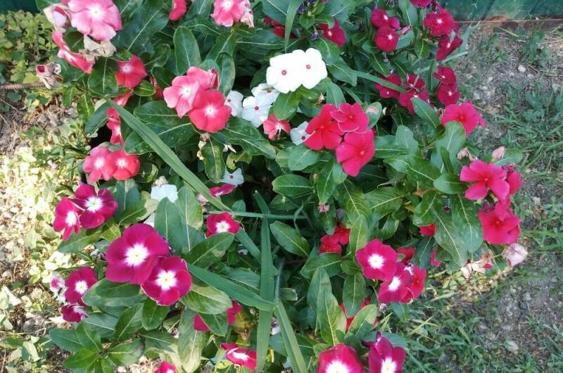 Изображение Изображение отеля / гостиницы "Частный сектор «Мира 42»" #10 #8