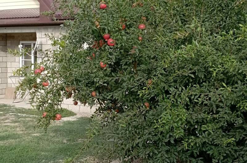 Изображение Изображение гостиницы &quot;Частное домовладение «Берег»&quot; #2 #2