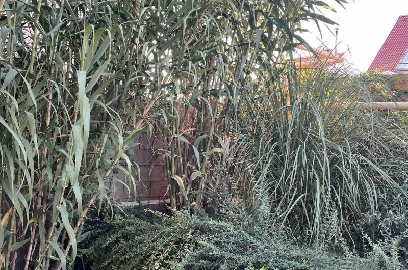 Изображение Изображение гостиницы &quot;Гостевой дом «Бамбук»&quot; #7 #7