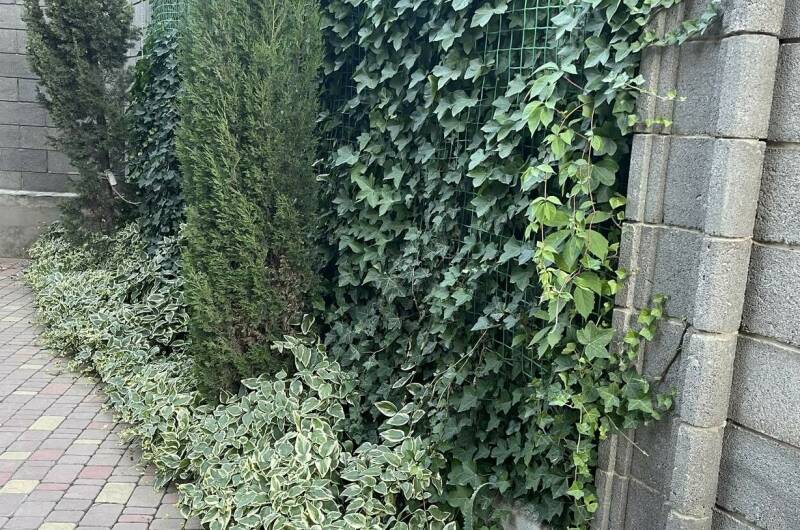 Изображение Изображение гостиницы &quot;Гостевой дом «Бамбук»&quot; #8 #8