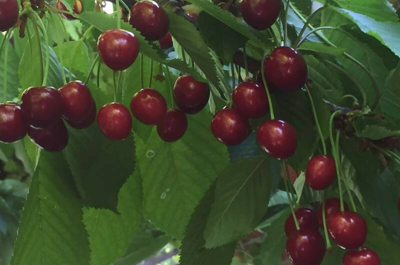 Изображение Изображение гостиницы &quot;Гостевой дом «Виктори»&quot; #6 #6