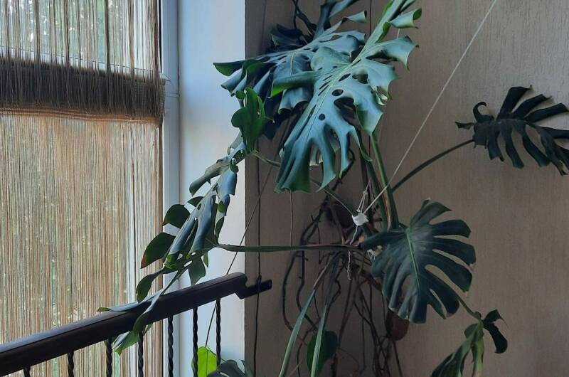 Изображение Изображение гостиницы "Гостевой дом «Santorini»" #4 #4