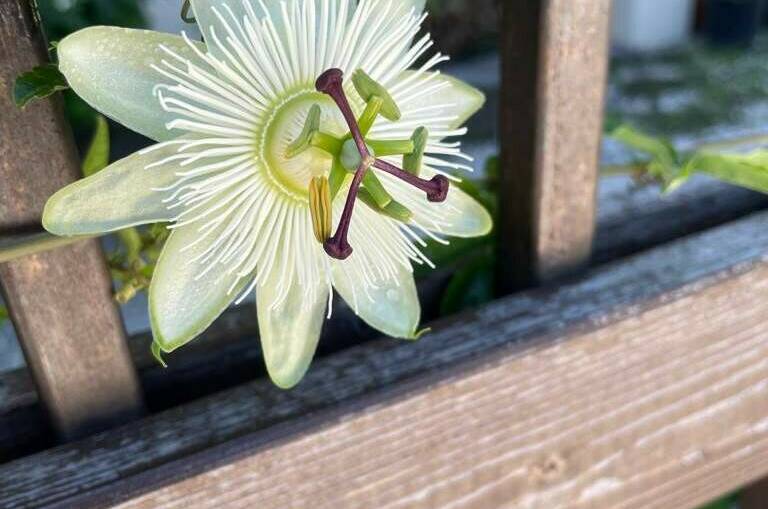 Изображение Изображение гостиницы "Гостевой дом «Santorini»" #5 #5