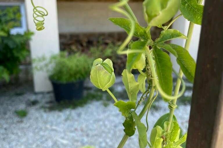 Изображение Изображение отеля / гостиницы "Гостевой дом «Santorini»" #11 #9