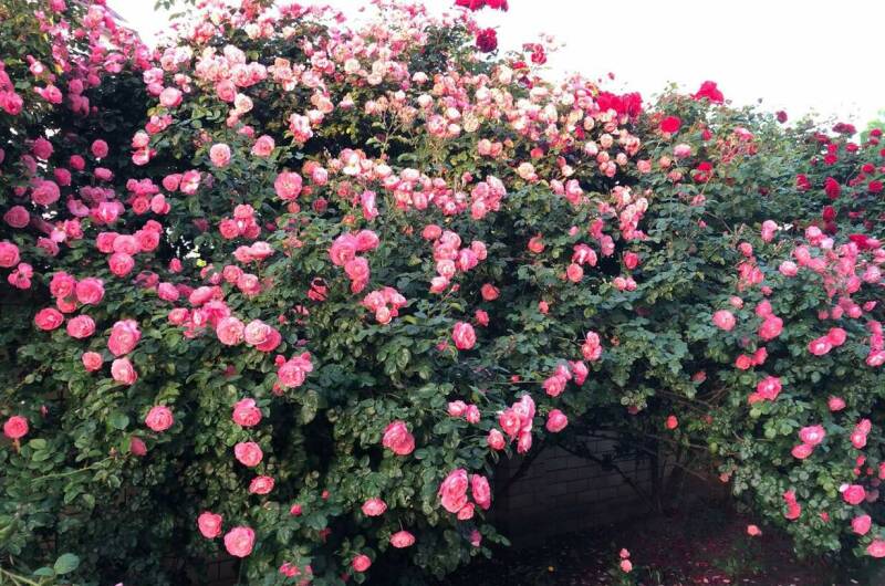 Изображение Изображение гостиницы &quot;Гостевой дом «Барон-Диана»&quot; #4 #4