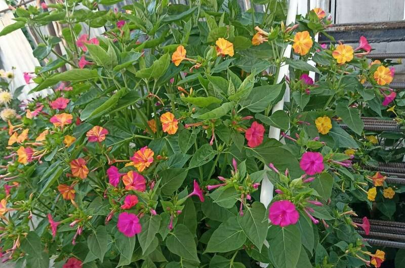 Изображение Изображение гостиницы "Гостевой дом на Тельмана 39" #7 #7