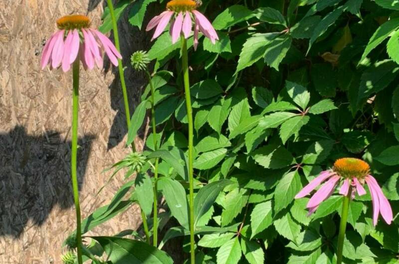 Изображение Изображение квартиры "Дом под ключ «Тихий уголок»" #7 #7