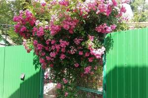 Изображение гостиницы "Гостевой дом «У Саши»"