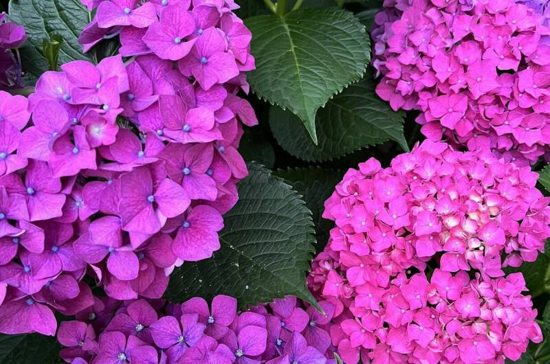 Изображение Изображение гостиницы &quot;Гостевой дом «Мини Пальма»&quot; #5 #5