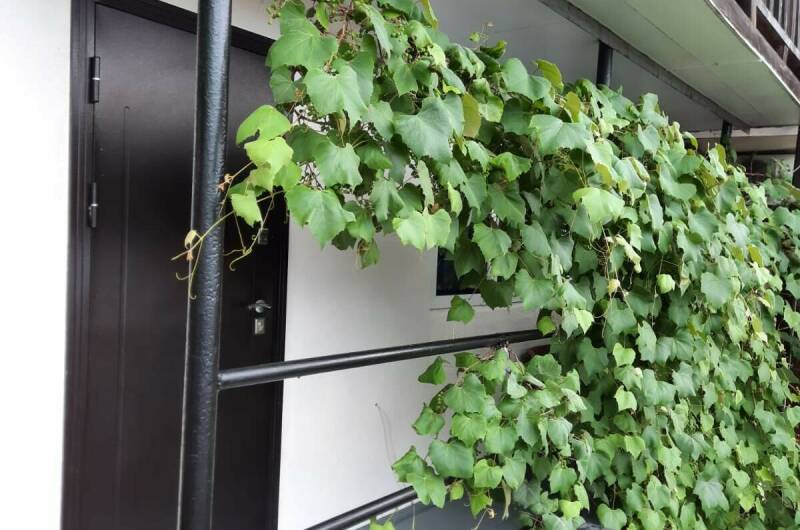 Изображение Изображение отеля / гостиницы "Частный сектор «Сусанна»" #8 #8