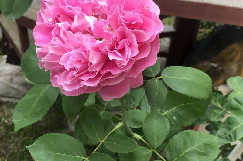 Изображение Изображение гостиницы "Частное домовладение «Уютный дом»" #5 #5