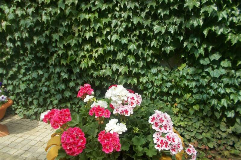 Изображение Изображение гостиницы &quot;Частный сектор «Елена»&quot; #7 #7