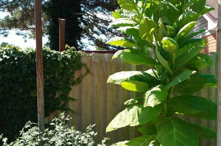 Изображение Изображение гостиницы &quot;Частный сектор «Елена»&quot; #8 #8