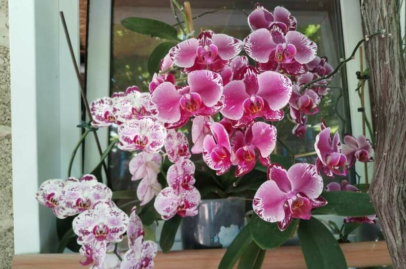 Изображение Изображение отеля / гостиницы "Частный сектор «Елена»" #11 #9