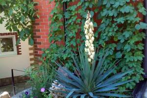 Изображение отеля / гостиницы "Гостевой дом «Мария»"