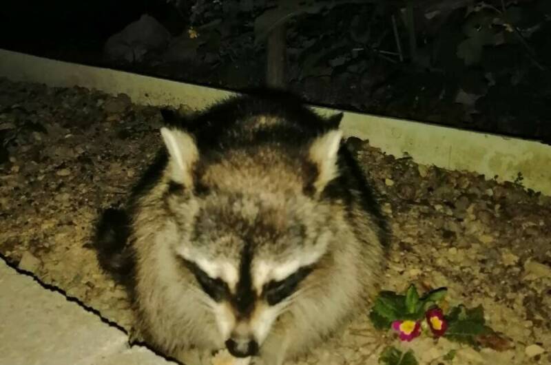 Изображение Изображение гостиницы &quot;Гостевой дом «Акация»&quot; #8 #8