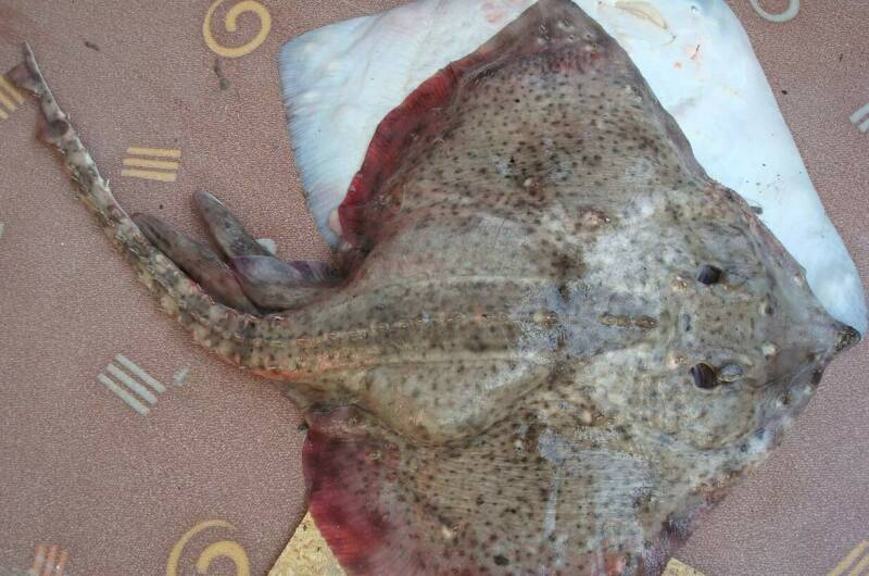 Изображение Изображение отеля / гостиницы "Гостевой дом «Акация»" #11 #9