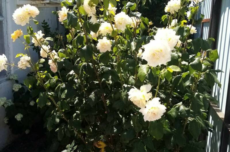 Изображение Изображение гостиницы &quot;Гостевой дом «Райская сказка»&quot; #4 #4