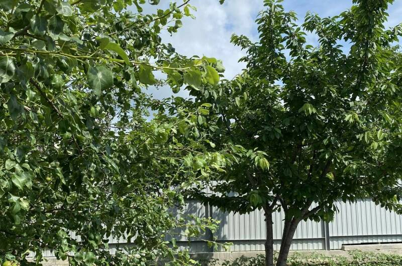 Изображение Изображение гостиницы &quot;Гостевой дом «Отдых у Своих»&quot; #7 #7