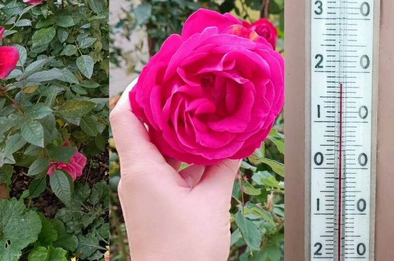 Изображение Изображение гостиницы &quot;Гостевой дом «Отдых на Кати Соловьяновой»&quot; #6 #6