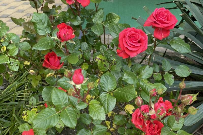 Изображение Изображение гостиницы &quot;Гостевой дом «Виктория Плюс»&quot; #6 #6