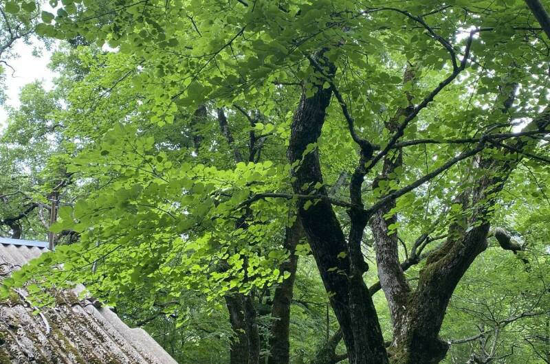 Изображение Изображение отеля / гостиницы "База отдыха «Затерянный Рай»" #11 #9