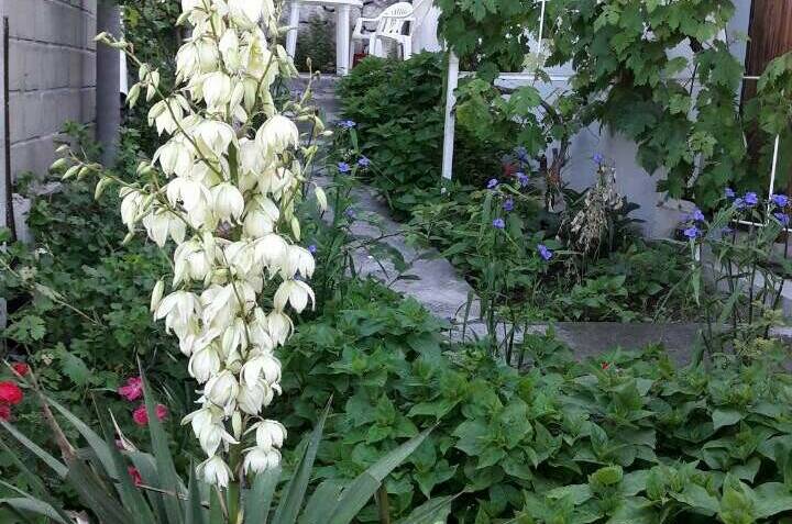 Изображение Изображение гостиницы &quot;Гостевой дом «Марьяна»&quot; #6 #6