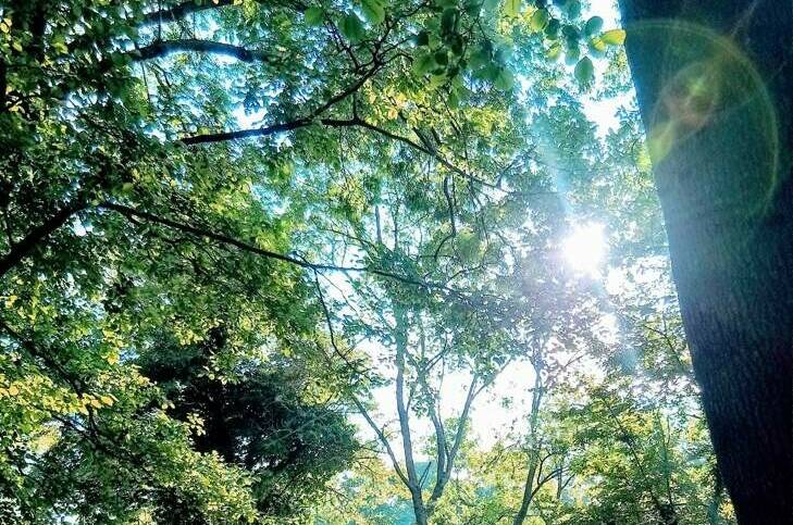 Изображение Изображение отеля / гостиницы "Гостевой дом «Диана»" #11 #9