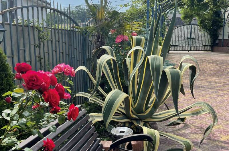 Изображение Изображение гостиницы "Гостевой дом «Горная орхидея»" #2 #2