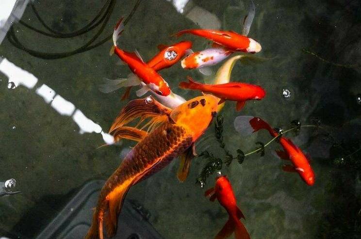 Изображение Изображение квартиры / апартамента "Дом по ключ на Сочинском шоссе" #11 #9