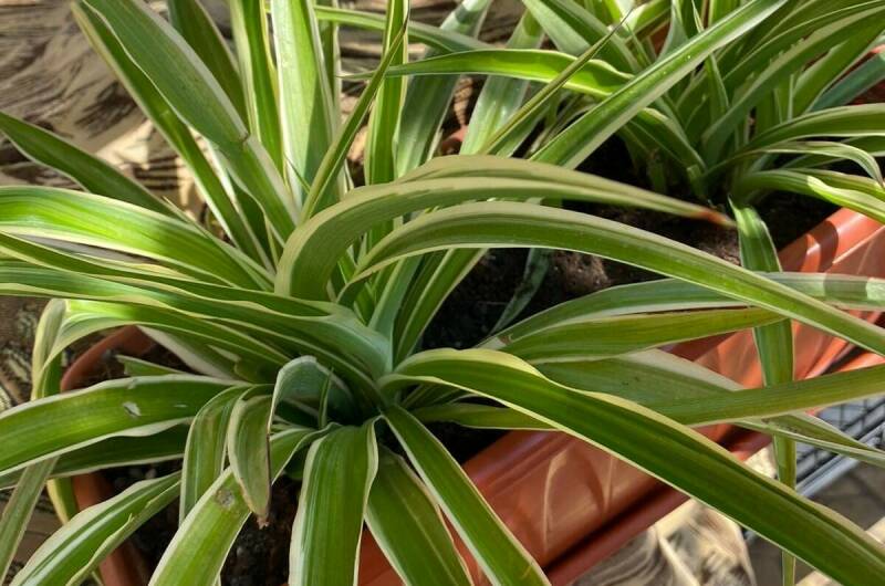 Изображение Изображение гостиницы &quot;Частный сектор на Ленина 29/4&quot; #4 #4