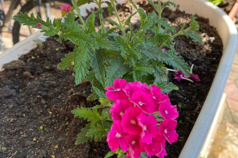 Изображение Изображение гостиницы &quot;Частный сектор на Ленина 29/4&quot; #8 #8