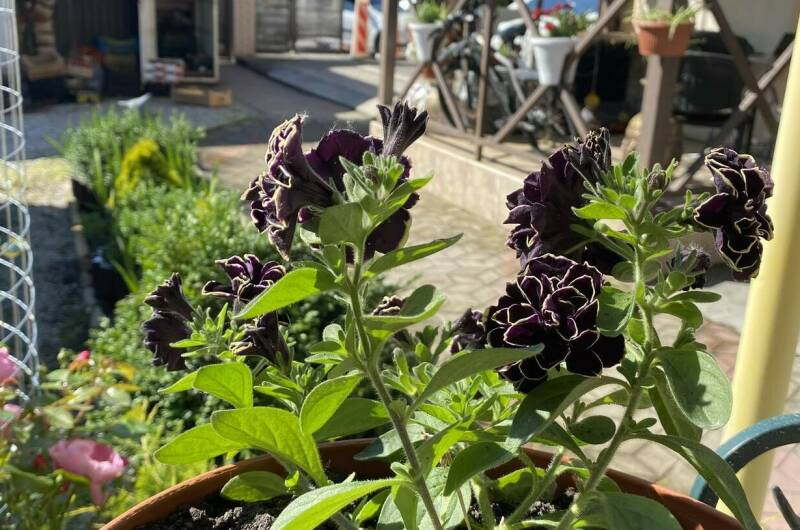 Изображение Изображение отеля / гостиницы "Частный сектор на Ленина 29/4" #10 #8