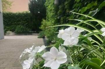 Изображение Изображение отеля / гостиницы "Вилла «Villa-Flora»" #11 #9