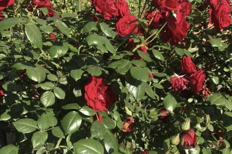 Изображение Изображение отеля / гостиницы "Гостевой дом «ТриЯ»" #11 #9