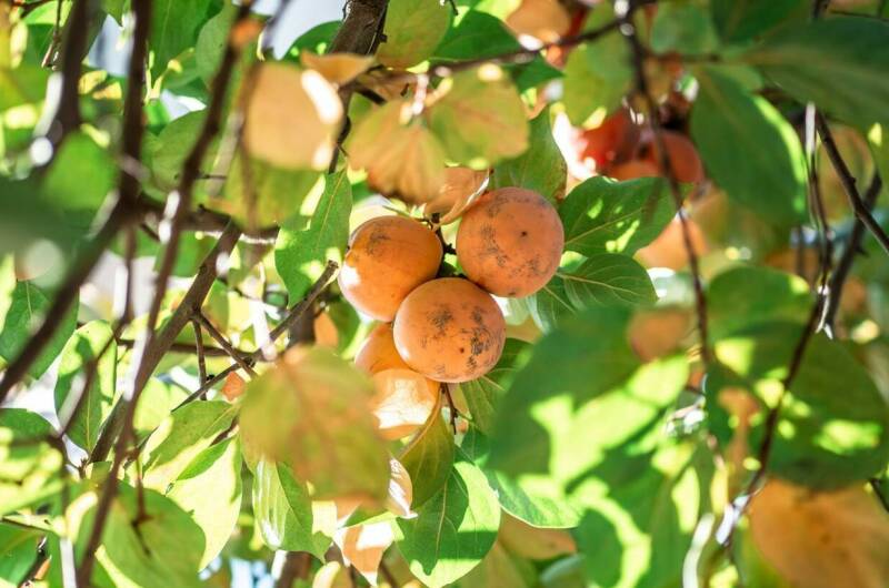 Изображение Изображение гостиницы "Гостевой дом «Грант»" #6 #6