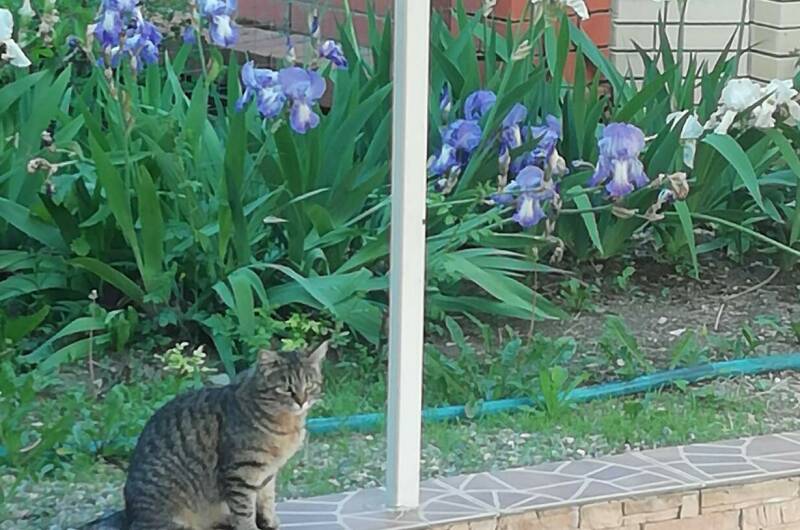 Изображение Изображение гостиницы "Частный дом «Берёзка»" #4 #4