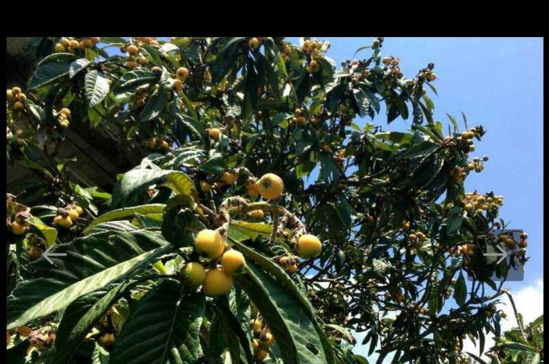 Изображение Изображение гостиницы "Гостевой дом «У Зураба»" #6 #6