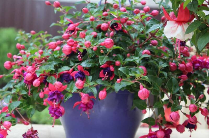 Изображение Изображение гостиницы "Гостевой дом «Ангелина»" #3 #3