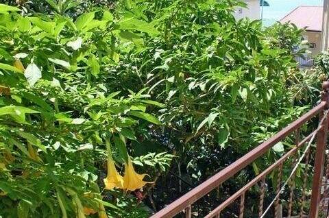 Изображение Изображение гостиницы "Гостевой дом «Лазурный»" #2 #2