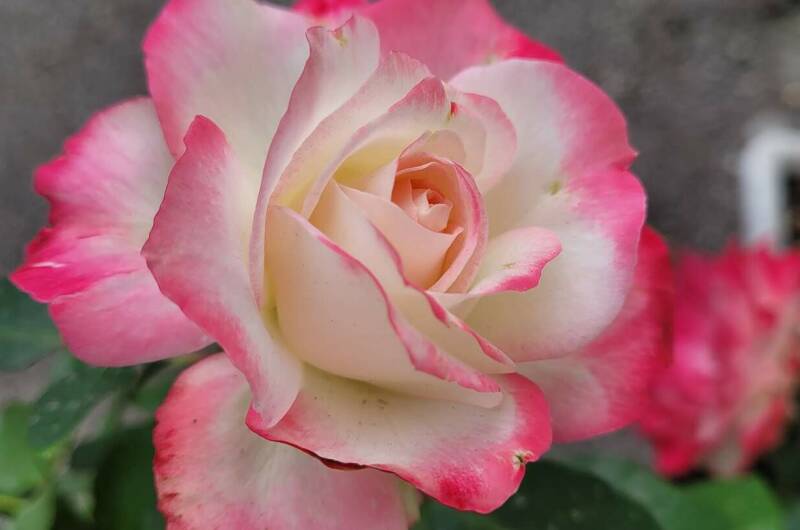 Изображение Изображение гостиницы &quot;Гостевой дом «Уют»&quot; #6 #6