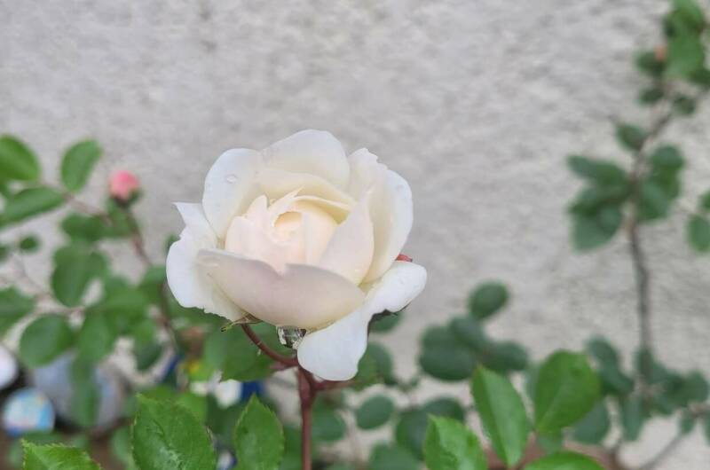 Изображение Изображение гостиницы &quot;Гостевой дом «Уют»&quot; #8 #8