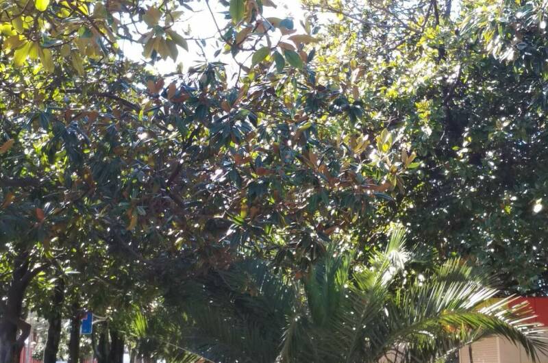 Изображение Изображение гостиницы "Гостевой дом «Зеленые фонарики»" #5 #5