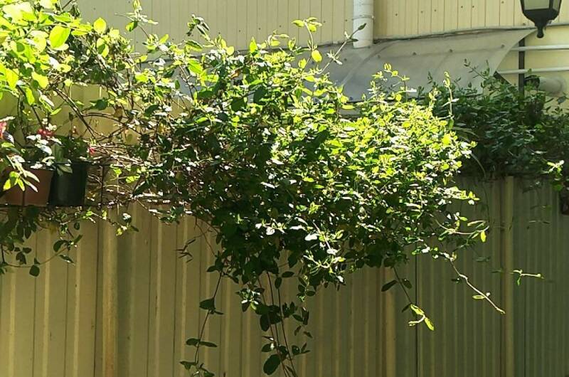 Изображение Изображение гостиницы "Частный сектор на Кирова" #3 #3