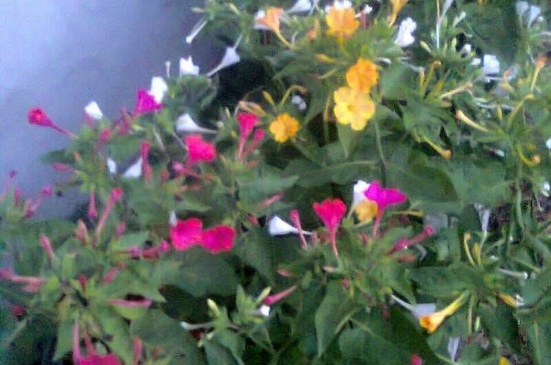 Изображение Изображение гостиницы &quot;Частный сектор «У Ребеки»&quot; #3 #3