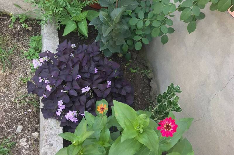 Изображение Изображение гостиницы &quot;Частный сектор «У Ребеки»&quot; #4 #4