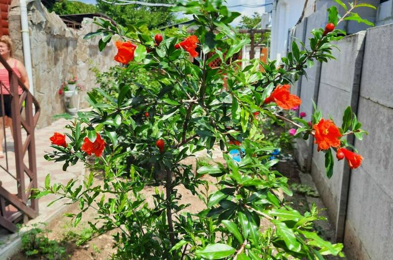 Изображение Изображение гостиницы &quot;Гостевой дом в Ближних Камышах&quot; #6 #6